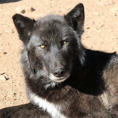 Nashira Caretaker – Mission: Wolf Store