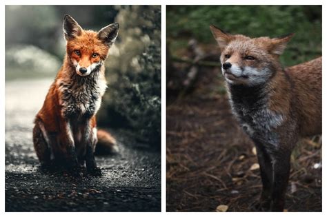 What Does Seeing A Fox Mean? Here Are All Spiritual Explanations Of Fox ...