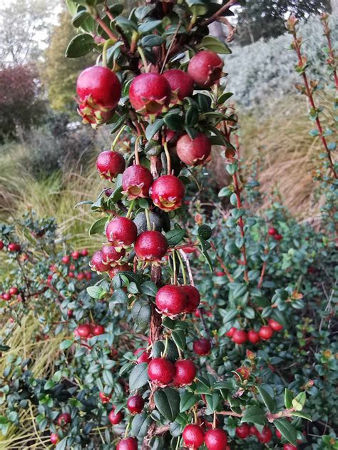 Image result for Dwarf Guava Tree