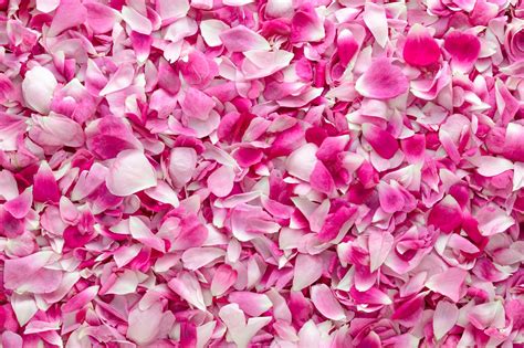Rose Petal Backdrop