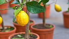 limoni in vaso concimazione come coltivare i limoni in vaso lifegate limoni in vaso concimazione come coltivare i limoni in vaso lifegate