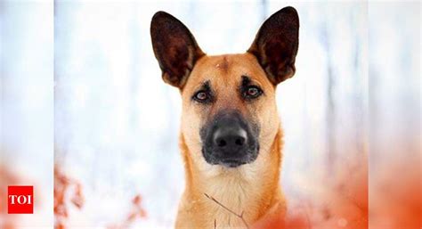 Belgian Malinois Jeb: DNA evidence exonerates dog from death sentence ...