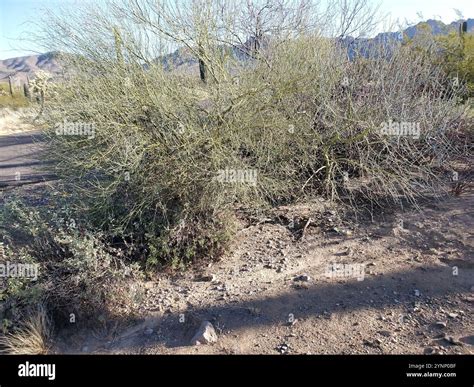 blue palo verde (Parkinsonia florida Stock Photo - Alamy