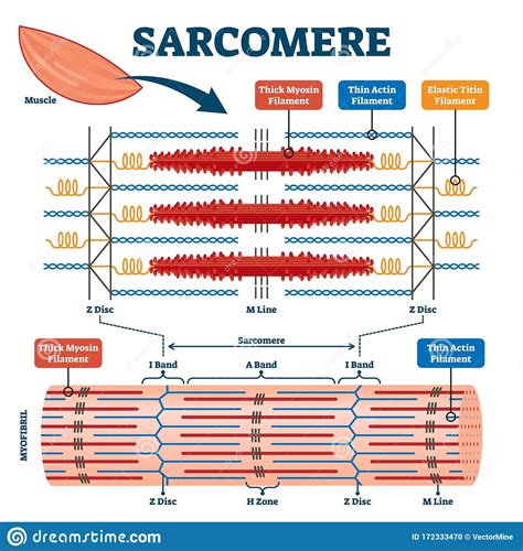 Sarcomere Muscular Biology Scheme