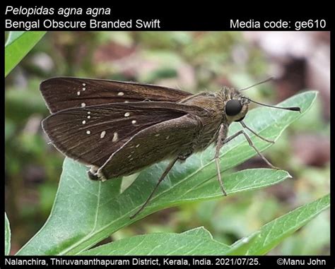 Pelopidas agna | Butterfly