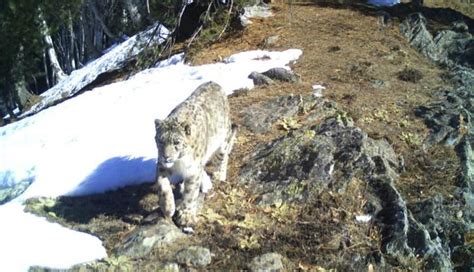 Highly Elusive Snow Leopards Caught On Camera Traps In Jammu And ...
