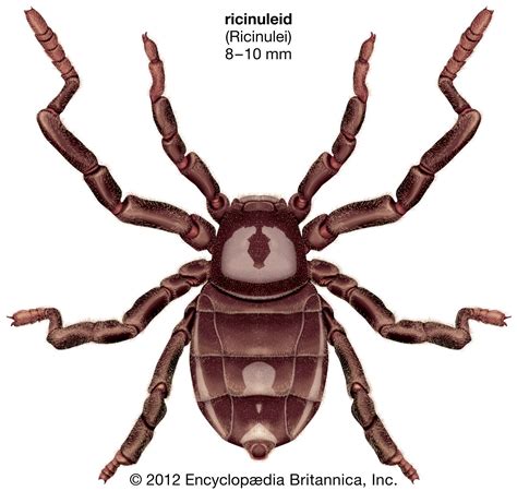Arachnid | Definition, Characteristics, Spiders, Scorpions, Mites ...