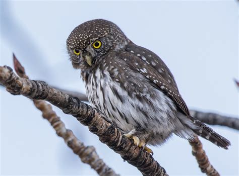 Songbirds use mobbing behavior to deter predatory owls - Earth.com