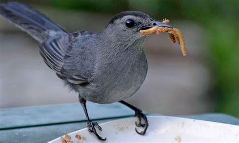 What Birds Eat Mealworms? 18 Birds That Love Mealworms! - Birdwatching Buzz
