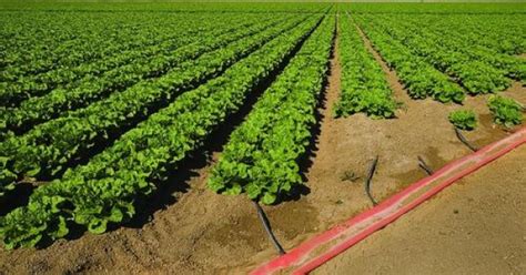 Flood or Furrow