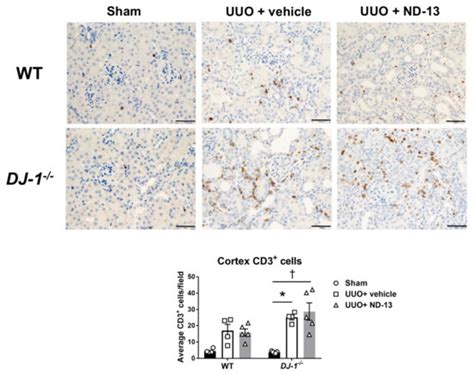 ND-13, a DJ-1-Derived Peptide, Attenuates the Renal Expression of ...