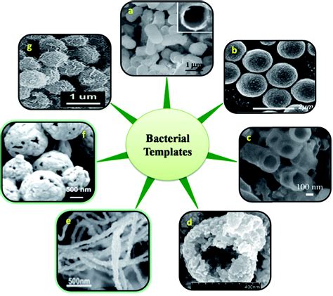 Recent advances in the synthesis of inorganic nano/microstructures using microbial biotemplates ...