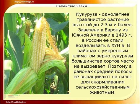 Семейство Злаки