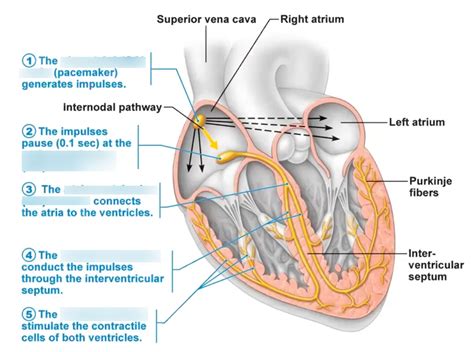 Image result for Cardiac Conduction System Flowchart