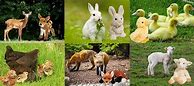 Image result for Spring and Animals