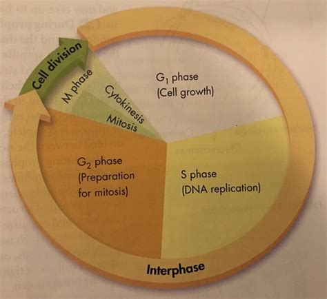 Image result for Cell Reproduction Process