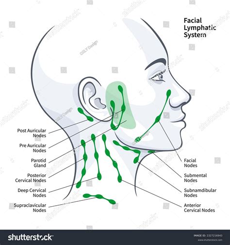 Location Of Lymph Nodes In Neck