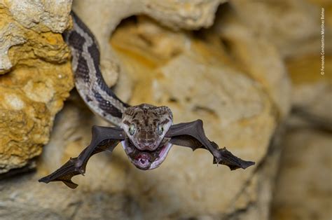 See the buzzworthy winners of the Wildlife Photographer of the Year competition | NCPR News