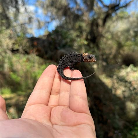 Baby Red Eye Crocodile Skink For Sale – O.T.W Exotics