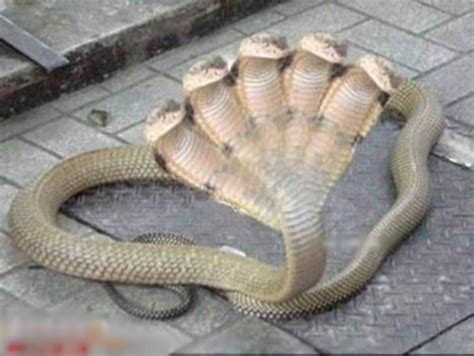 传说中的“双头蛇”竟真的存在，仅能存活一周左右，十分罕见！