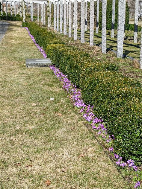 The Woodlands Flowers Plantation | Best Flower Site