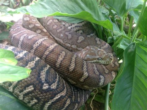 Image result for Wild Python Tail