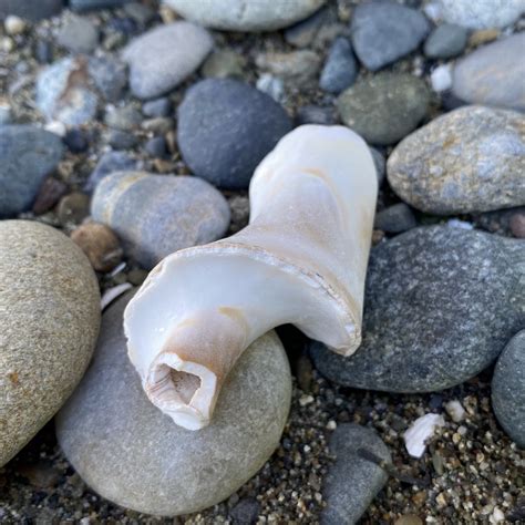 Image result for Shell Shapes