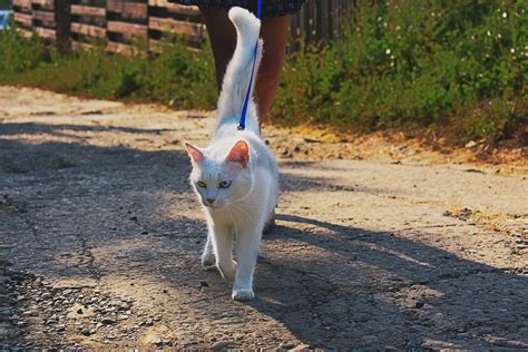 How to Teach Your Cat to Walk on a Leash