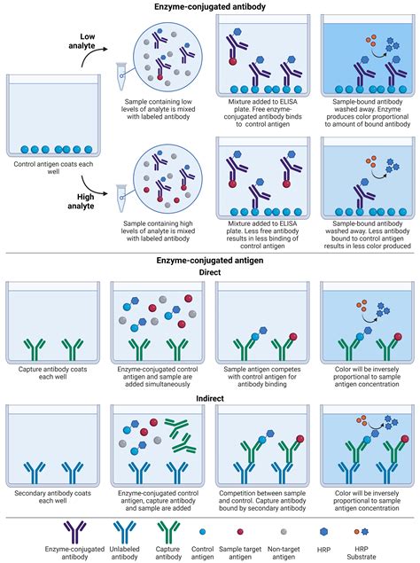 Image result for Competitive ELISA Protocol