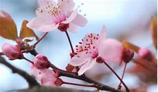 significato fiore di ciliegio significato dei fiori di ciliegio nel linguaggio dei fiori significato fiore di ciliegio significato dei fiori di ciliegio nel linguaggio dei fiori