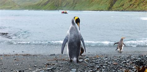 This Writer Discovers The Secrets Of The Macquarie Islands On A Cruise