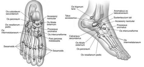 Lower Extremity Os - Foot & Ankle - Orthobullets