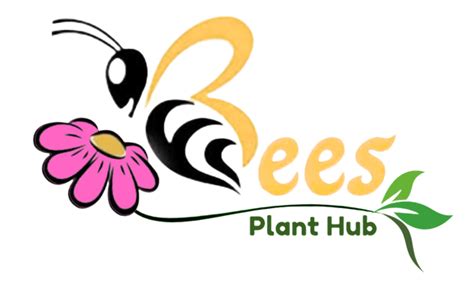 Aglonema Plants – Bees Plant Hub