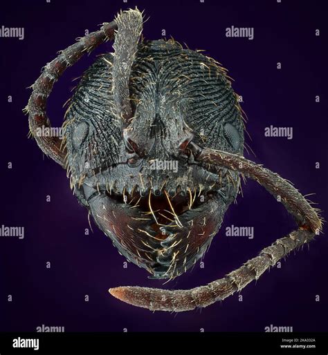 Head Detail of Tooth Ant Odontoponera SP, Arthropoda Phylum, Ponerinae Subfamily, 10X ...