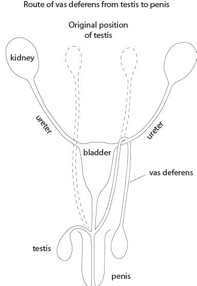 Image result for Sample IB Transcript