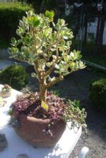 घर में लगाये जाने वाले टॉप 50 लकी प्लांट्स जो घर में धन और सकारात्मकता ...