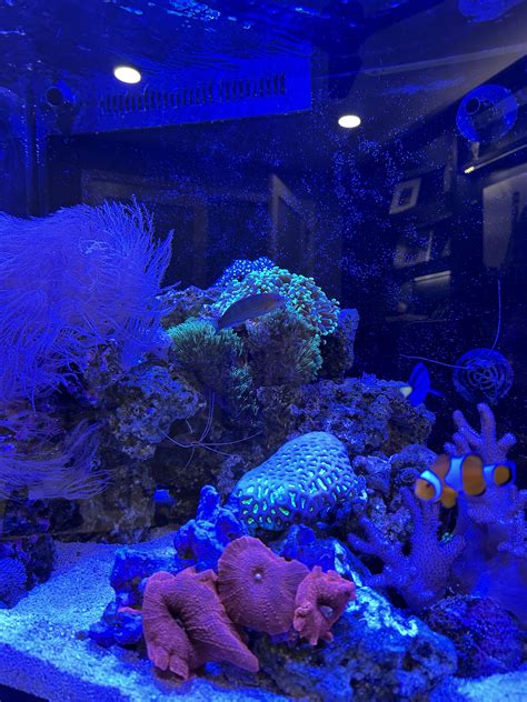 I’m new to the saltwater world. Here’s my 45 gallon tank at about 8 ...