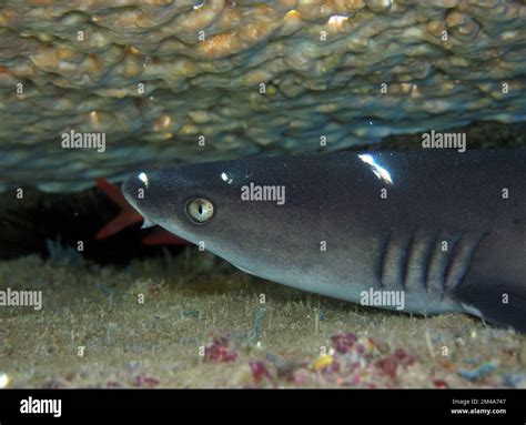 More macro love: turtles and flamboyant cuttlefish Stock Photo - Alamy