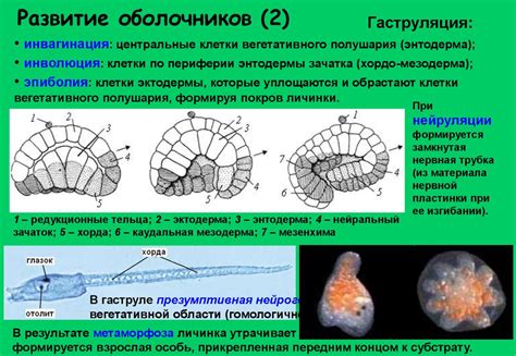 Основы сравнительной эмбриологии - презентация онлайн