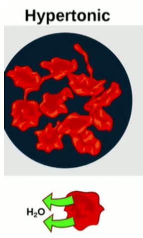 Image result for 4 Types of Solutions