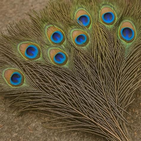 Vemlons Peacock Feather 10Pcs Real Natural Feather Original morpankh ...