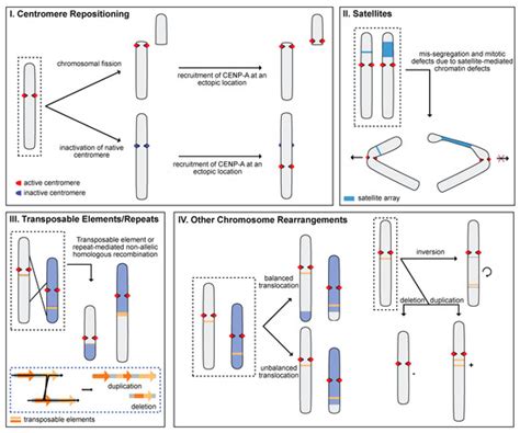 Mechanisms of Rapid Karyotype Evolution in Mammals