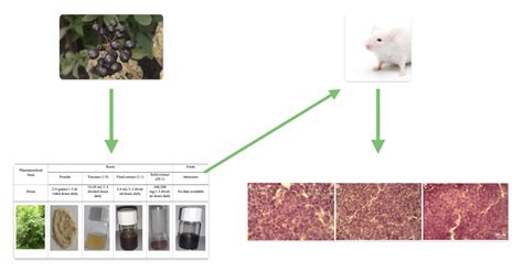 UHPLC-DAD/ESI-TOF-MS Phytochemical Characterization and Evaluation of ...