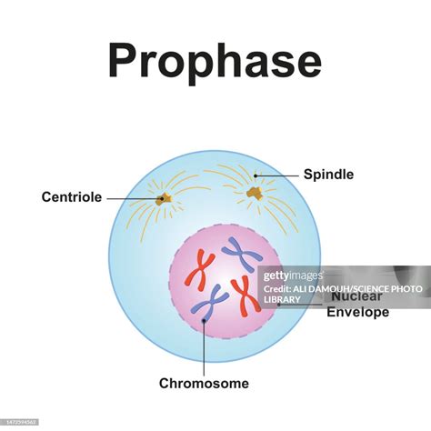 Prophase Illustration High-Res Vector Graphic - Getty Images