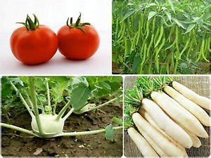 Vegetable Seeds - 4 Types (Tomato, Chilli Green, Radish and Knol Khol ...