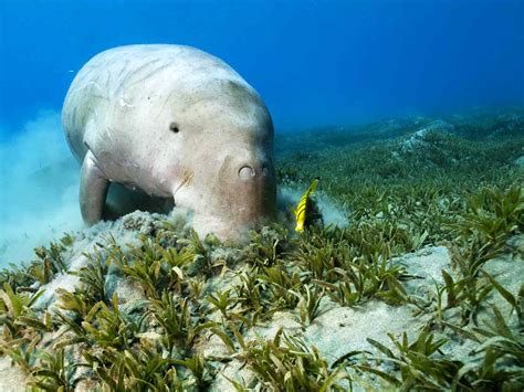 Seagrass Beds Ecosystem