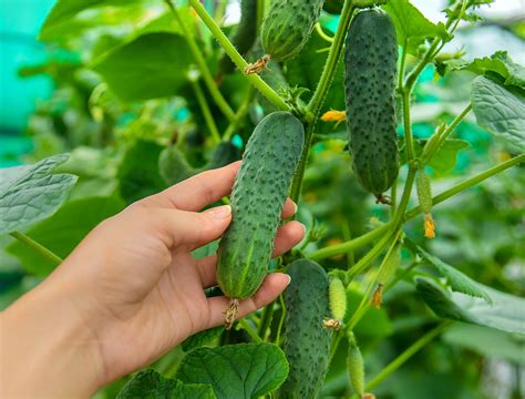 Treasure of Tips For Growing Cucumbers Indoors