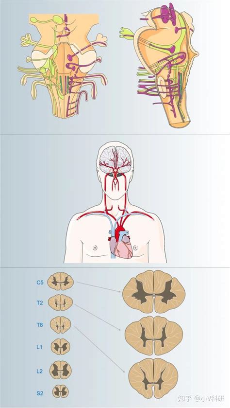医学 的图像结果