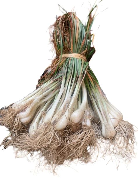 Pfutsero Chinese Onion, 1 Bunch – NagaBazaar™