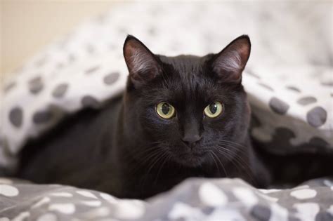 List of Black Cat Breeds [With Pictures]